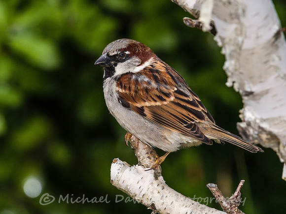 House Sparrow