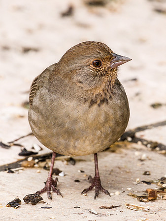 California Towhee