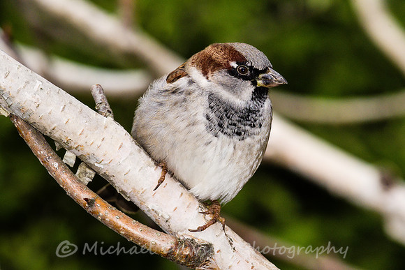 House Sparrow