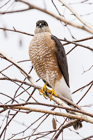 Cooper's Hawk