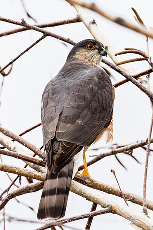 Cooper's Hawk