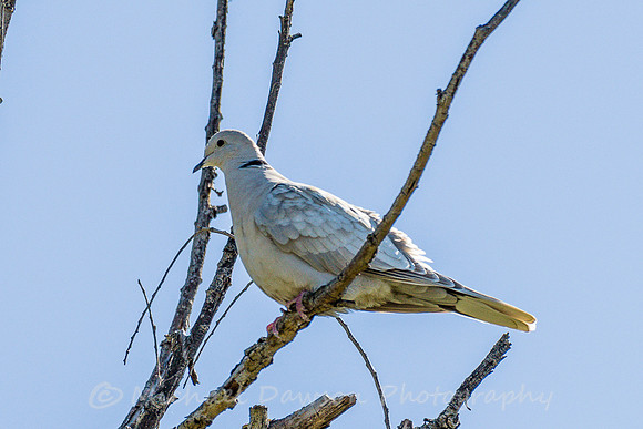 Eurasian Collared-Dove