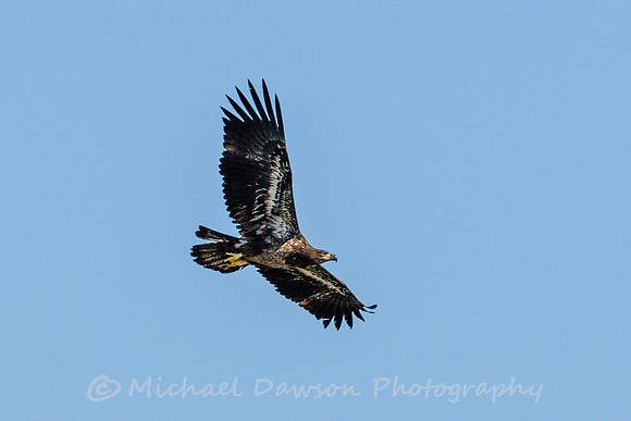 Bald Eagle (juvenile)