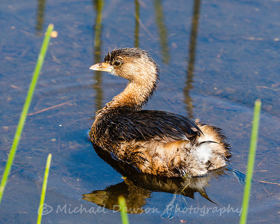 Pied-billed Grebe