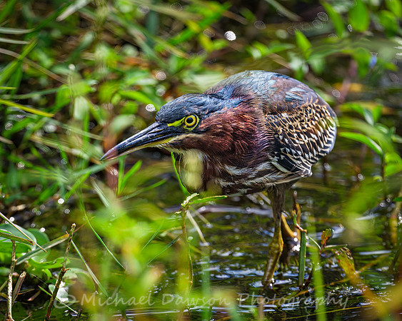 Green Heron