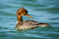 Red-breasted Merganser