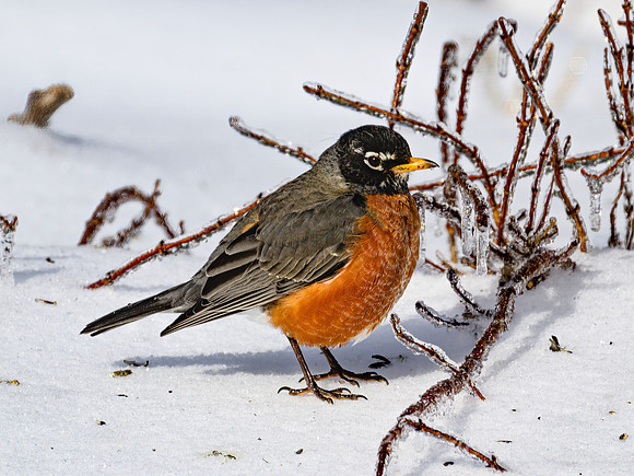 American Robin