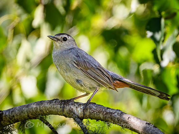 Gray Catbird