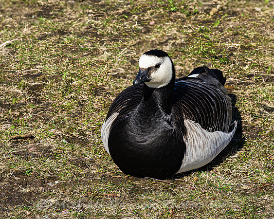 Barnacle Goose in Helsinki