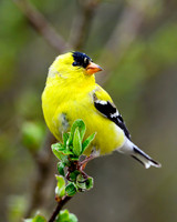 American Goldfinch