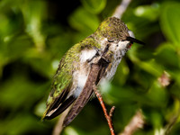 Anna's Hummingbird