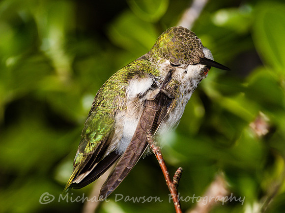 Anna's Hummingbird