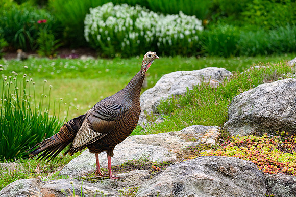 Wild Turkey (female)