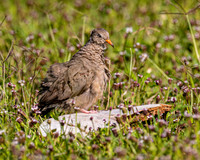 Common Ground Dove