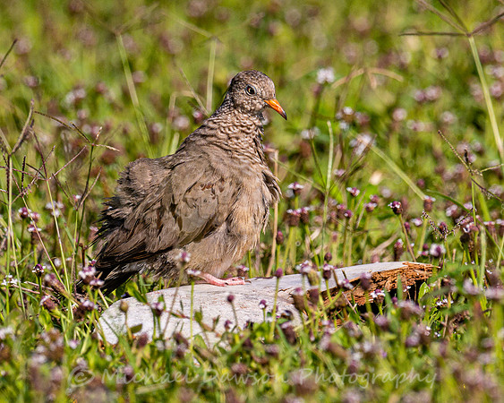 Common Ground Dove
