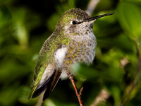 Anna's Hummingbird