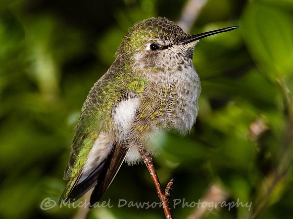 Anna's Hummingbird