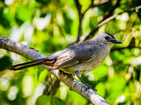 Gray Catbird