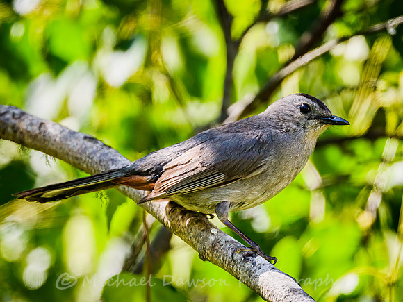 Gray Catbird