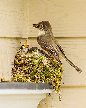 Eastern Phoebe