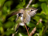 Anna's Hummingbird