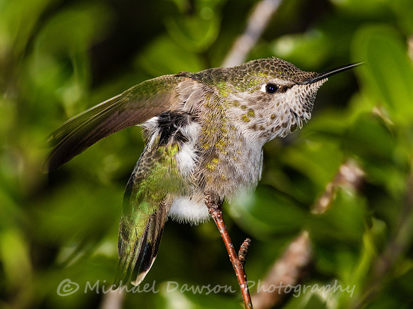 Anna's Hummingbird