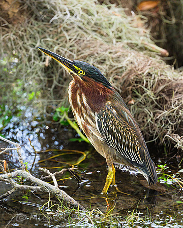 Green Heron