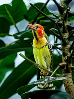 Red-and-yellow Barbet