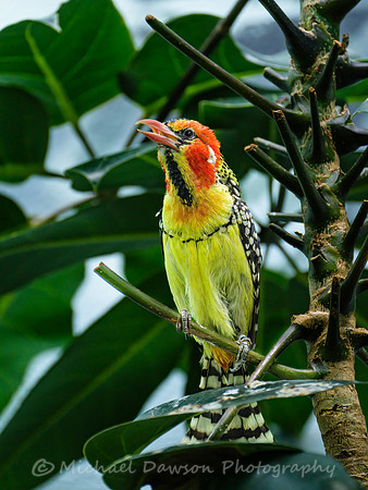 Red-and-yellow Barbet