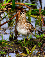 Wilson's Snipe