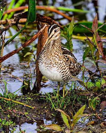 Wilson's Snipe