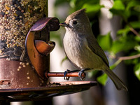 Oak Titmouse