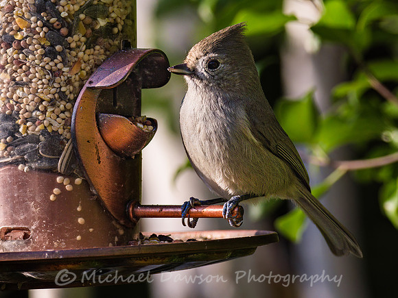 Oak Titmouse