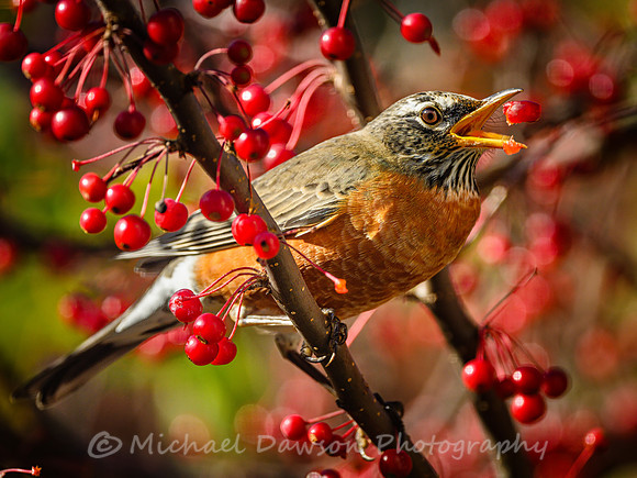 American Robin