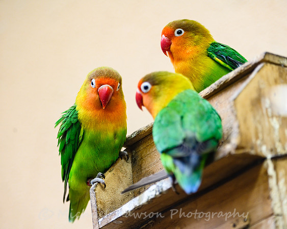 Fischer's Lovebirds
