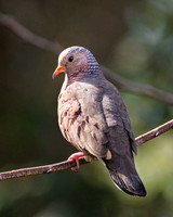 Common Ground Dove