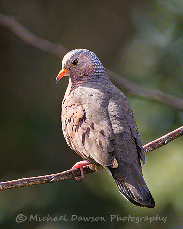 Common Ground Dove