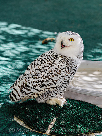 Snowy Owl