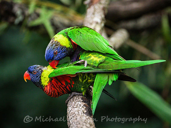 Rainbow Lorikeet