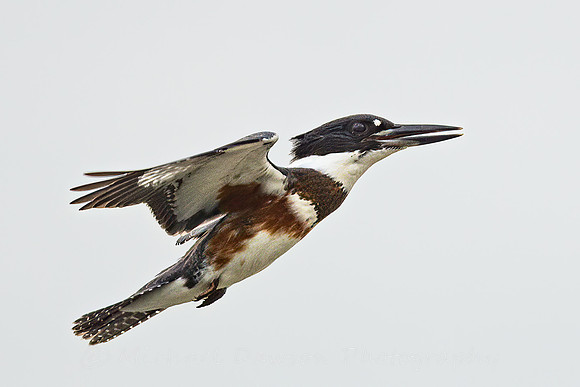 Belted Kingfisher