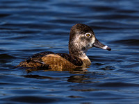 Ring-necked Duck