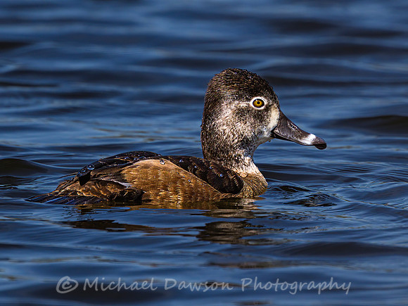 Ring-necked Duck