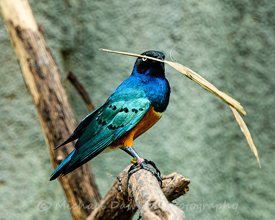 Superb Starling