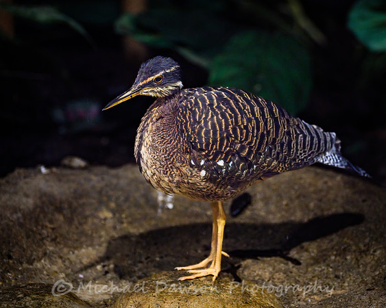 Sunbittern