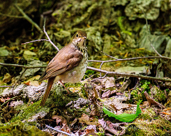 Hermit Thrush