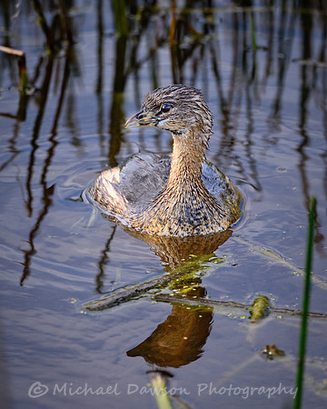 Pied-billed Grebe