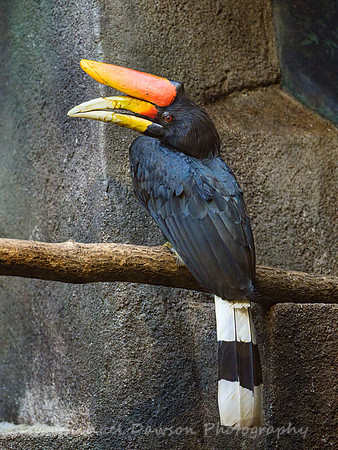 Rhinoceros Hornbill
