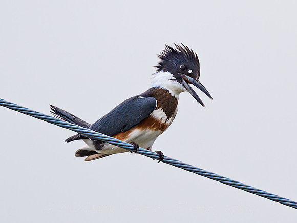Belted Kingfisher
