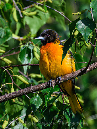 Baltimore Oriole (male)