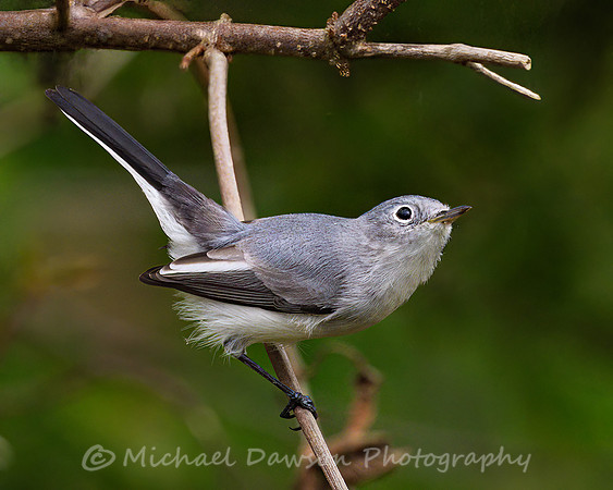 Blue-gray Gnatcatcher